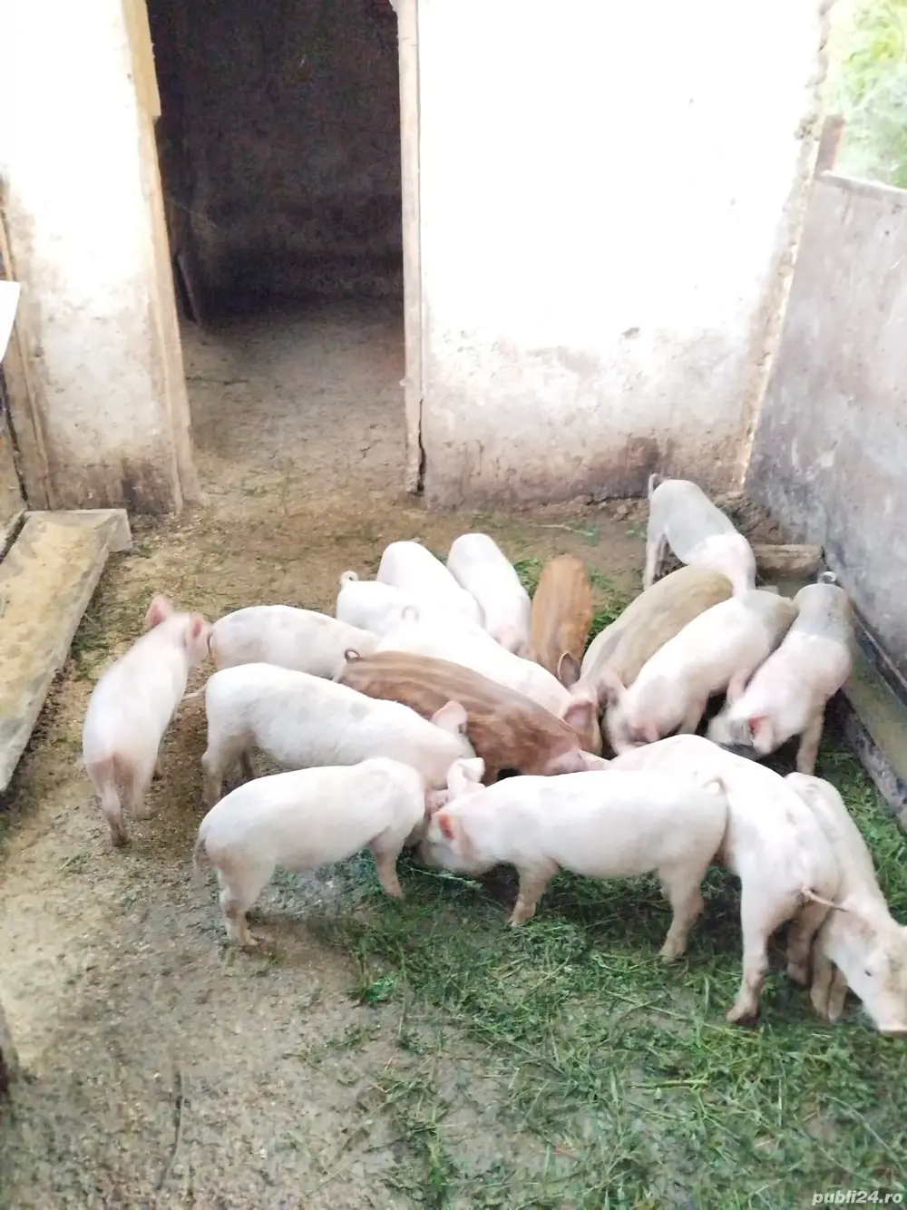 vand purcei  vand purcei