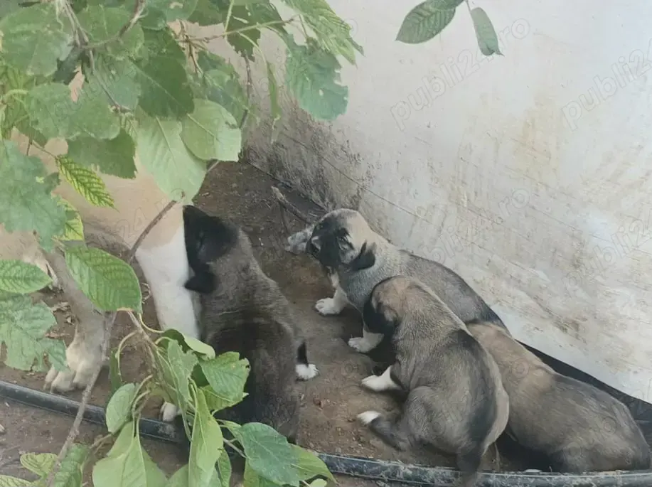 Vand pui ciobanesc Asia Centrală 