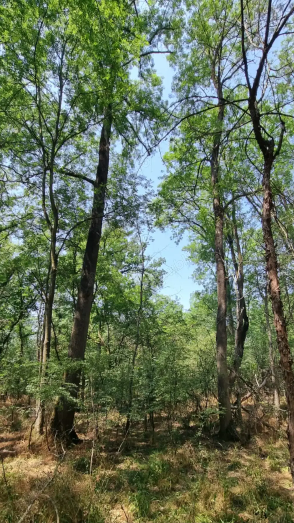 Vand teren forestier  padure 340 ha ,Dolj.