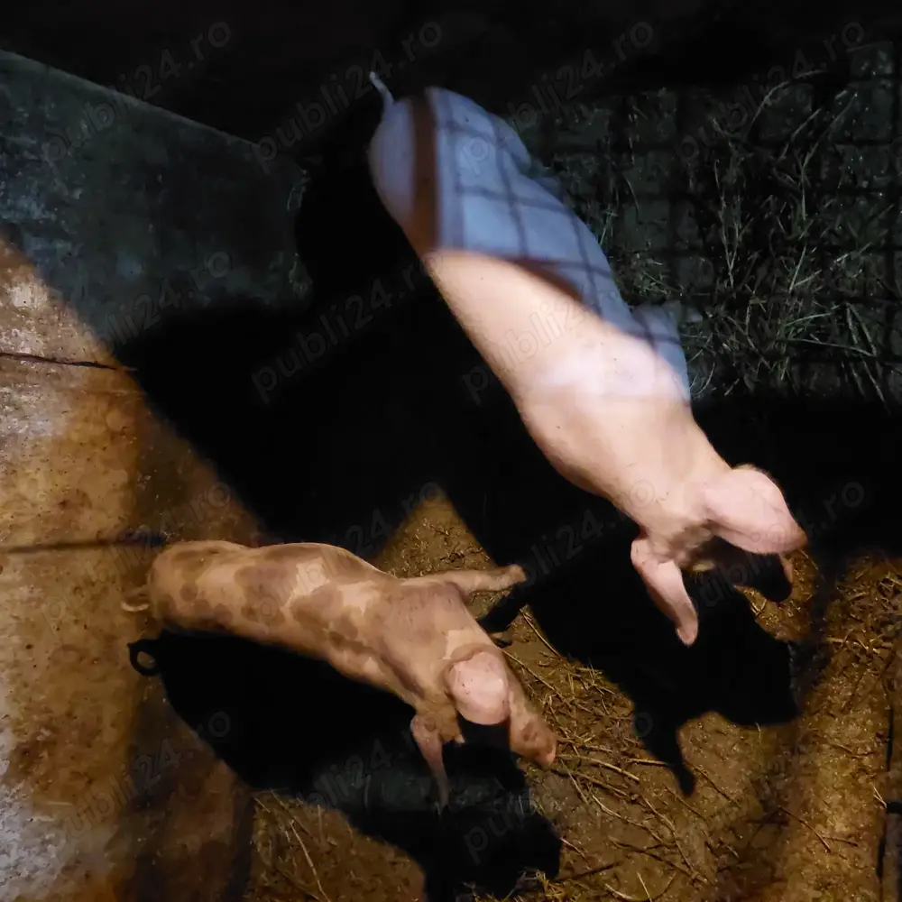 Purcei disponibili ,Dambovita comuna Poiana relati la telefon sunt intarxati si deparazitati conform Purcei disponibili ,Dambovita comuna Poiana relati la telefon sunt intarxati si deparazitati conform