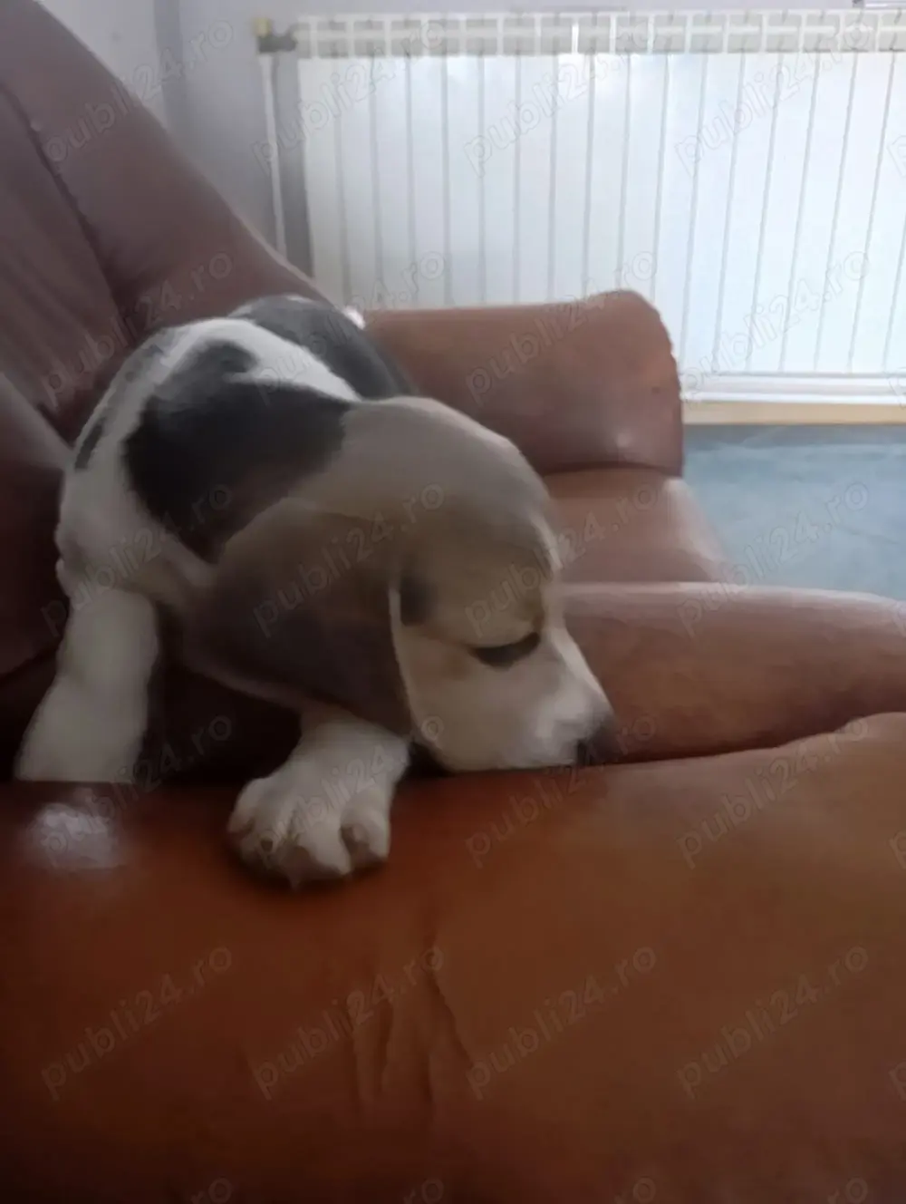 Beagle schema de vaccinare completa.