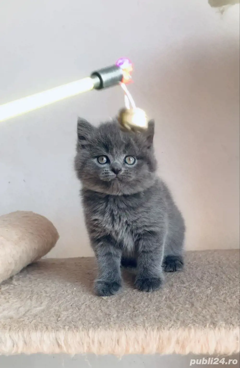 British Shorthair blue British Shorthair blue