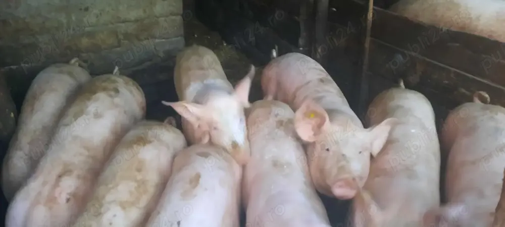 Vând porci 100 kg-120 kg cu  15 lei 