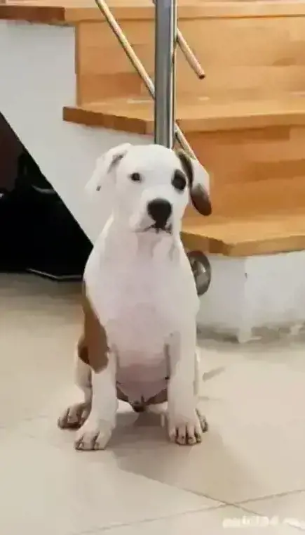 Puiuti Amstaff