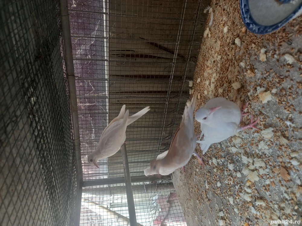 turturele (cucuruzi) turturele (cucuruzi)