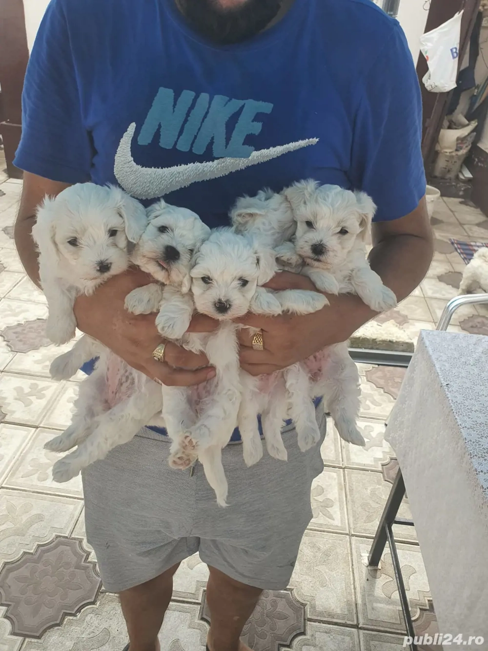 Bichsoni Maltezi pui 