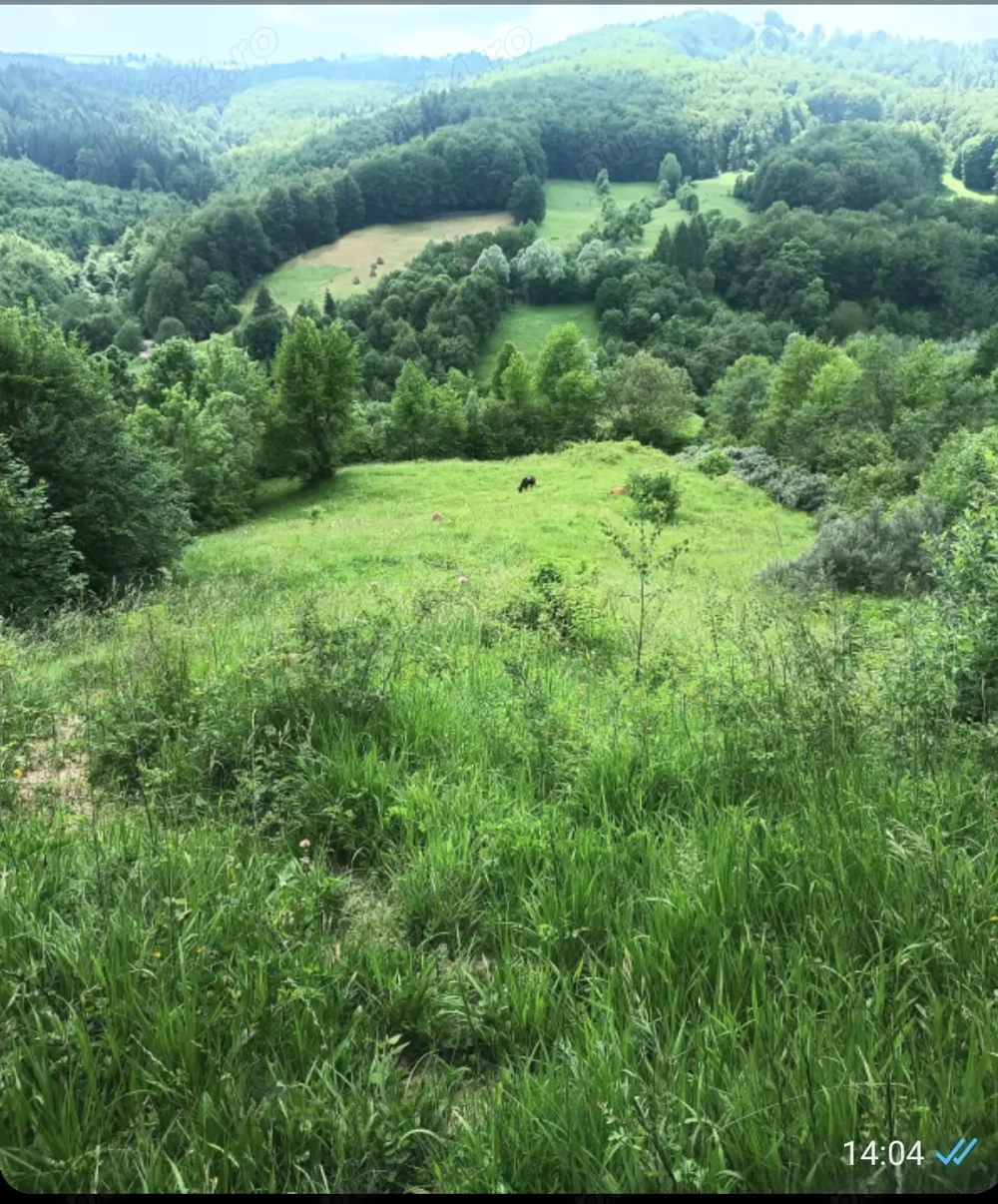 Vand teren  in valea Doftanei- florei