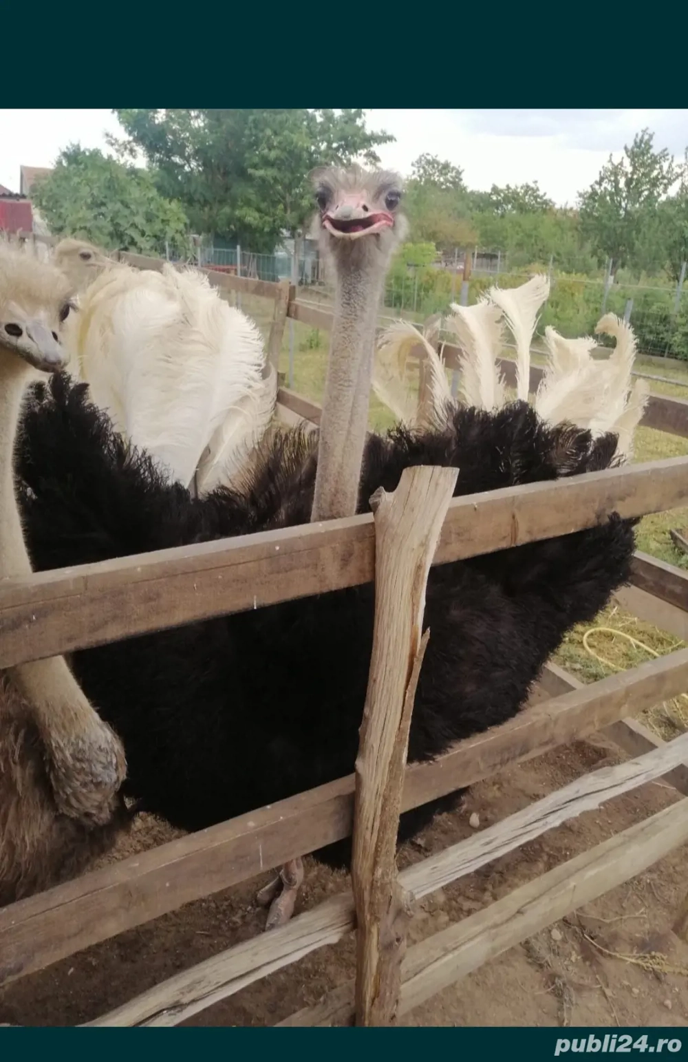Vând familie de struți!! Vând familie de struți!!