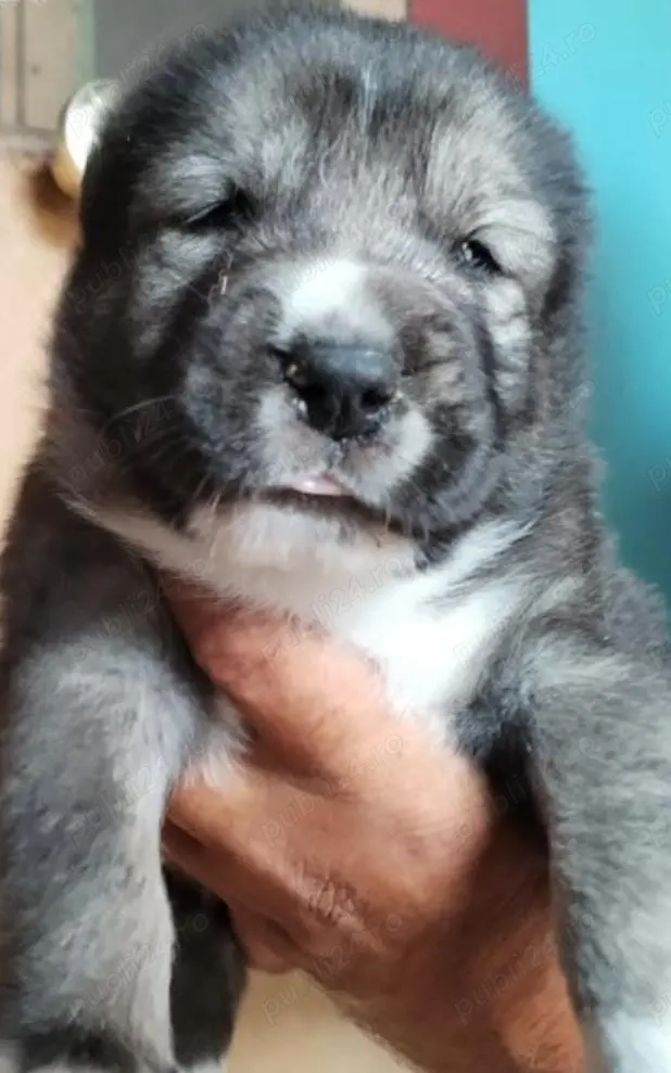 Pui ciobanesc de asia centrala alabai Pui ciobanesc de asia centrala alabai