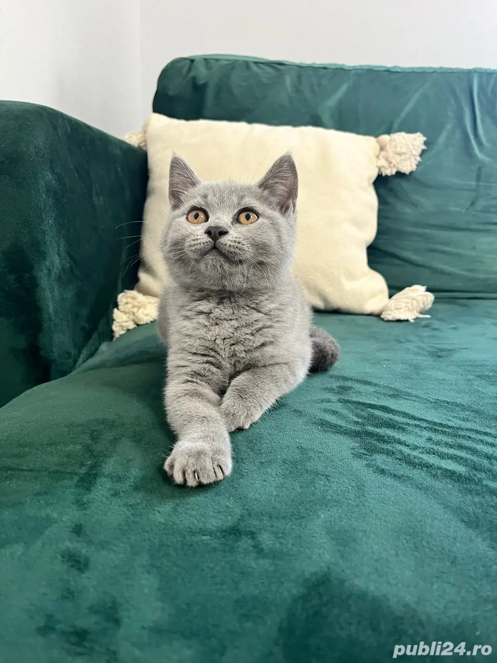 Fetița British Shorthair