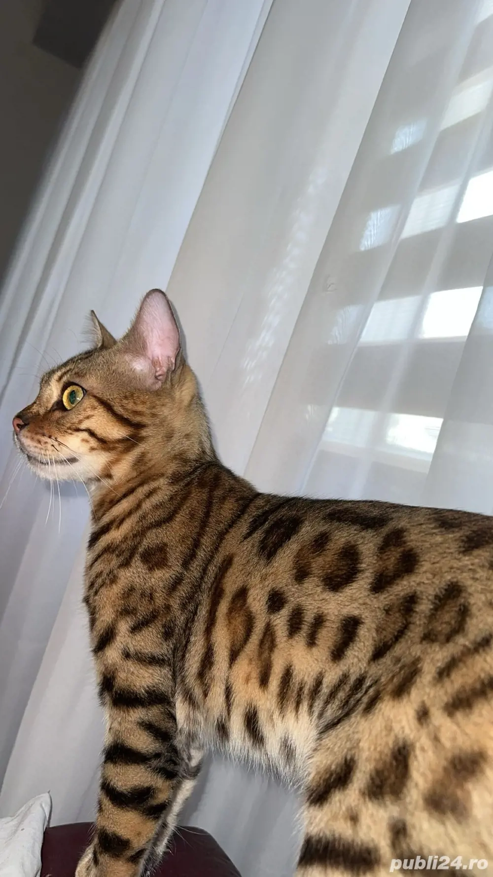 motanel bengalez  motanel bengalez