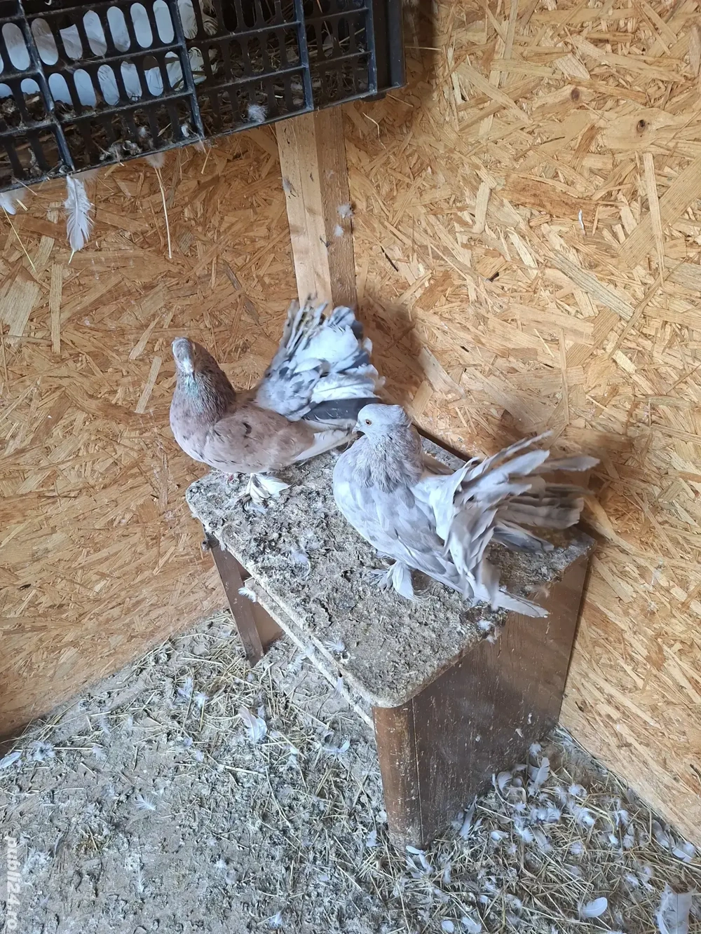 porumbei de ornament