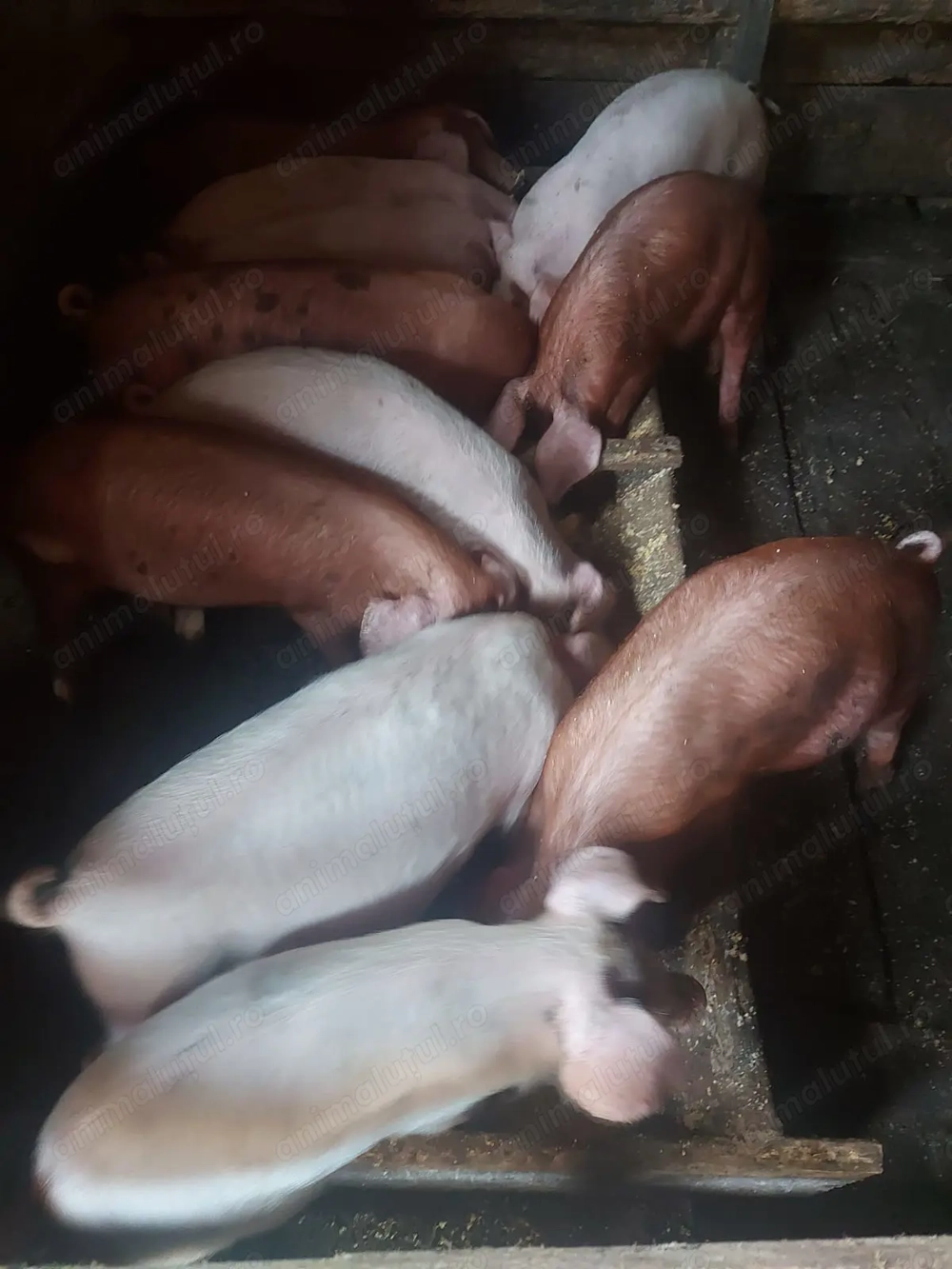 Vind soldani13 saptamîni  Vind soldani13 saptamîni