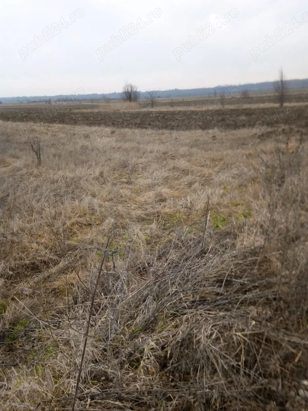 Teren 5556 m2 ,1739 constructii, 4 e CU UTILITATI si 3817 arabil  0.5 e la 7 km in Dragomiresti 