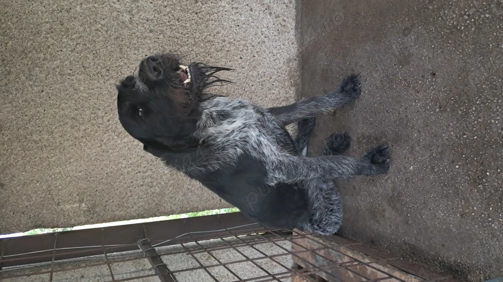 brac german sarmos brac german sarmos