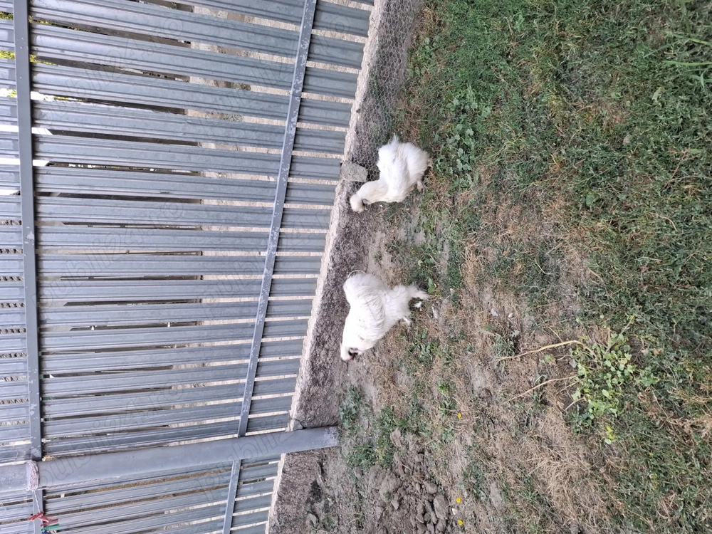 Vand rate , gaini conchinchina urias , gaini matase japoneza.  Vand rate , gaini conchinchina urias , gaini matase japoneza.