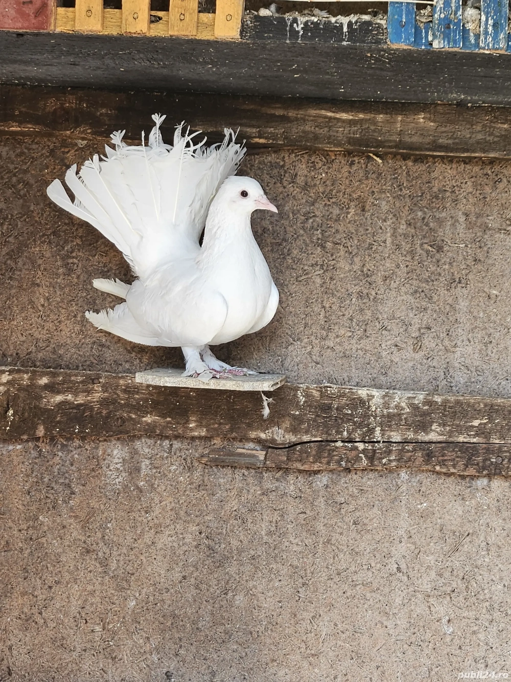 porumbei rotați  porumbei rotați