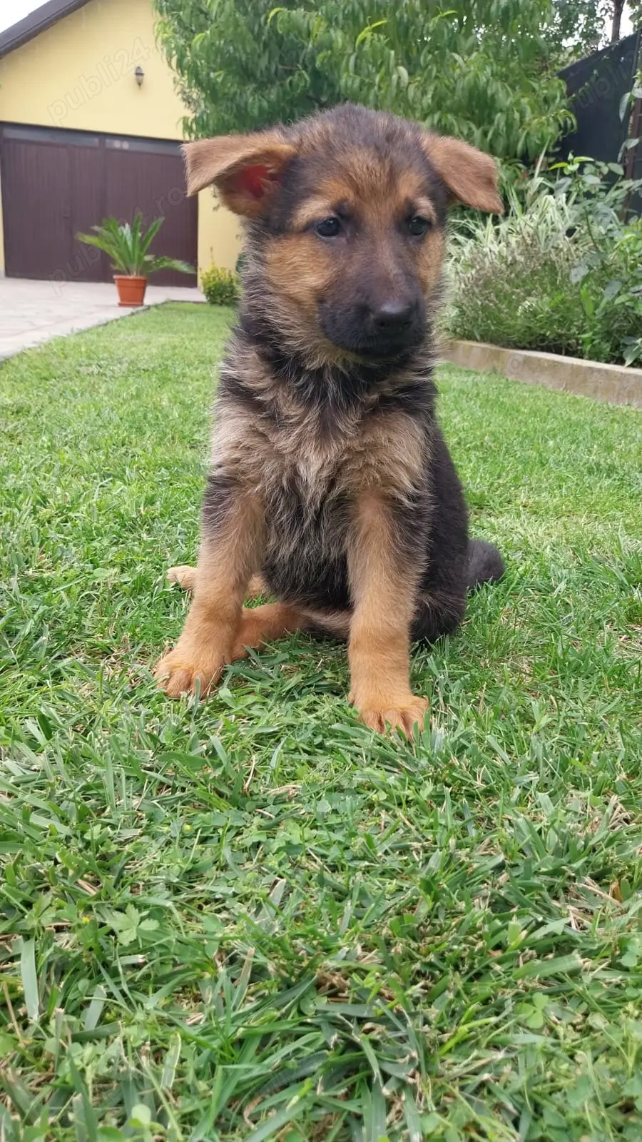 Ciobanesc german Ciobanesc german