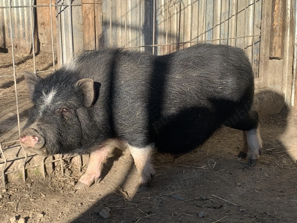 Purcei vietnamezi rasa pura 