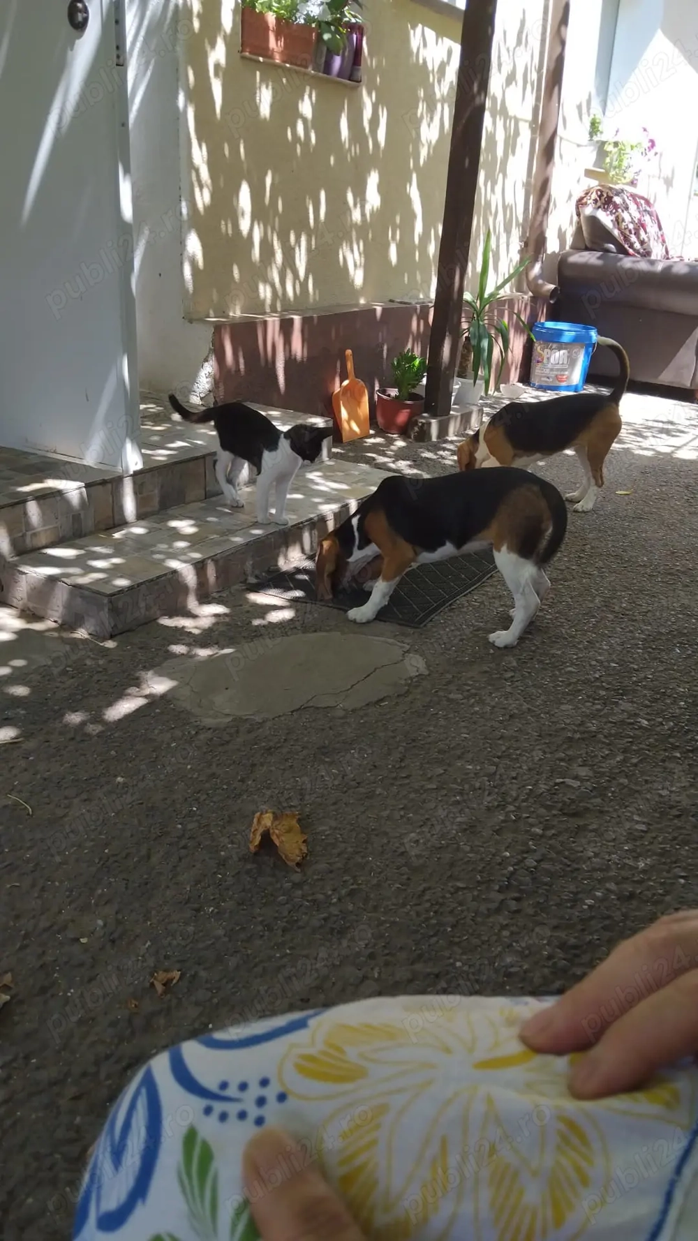 Cățelușe beagle minunate 