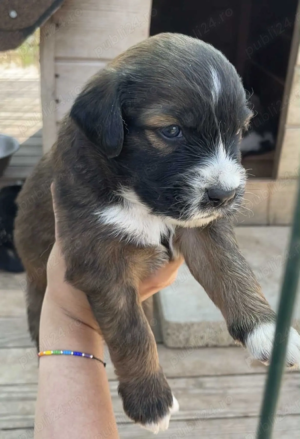 Ares isi cauta familia!