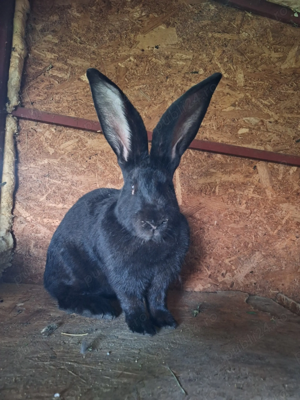 Iepuri Uriaș German 