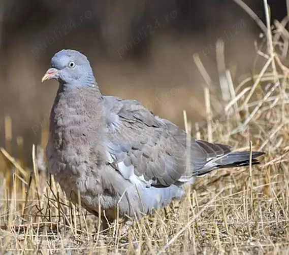 Vind porumbită gulerată