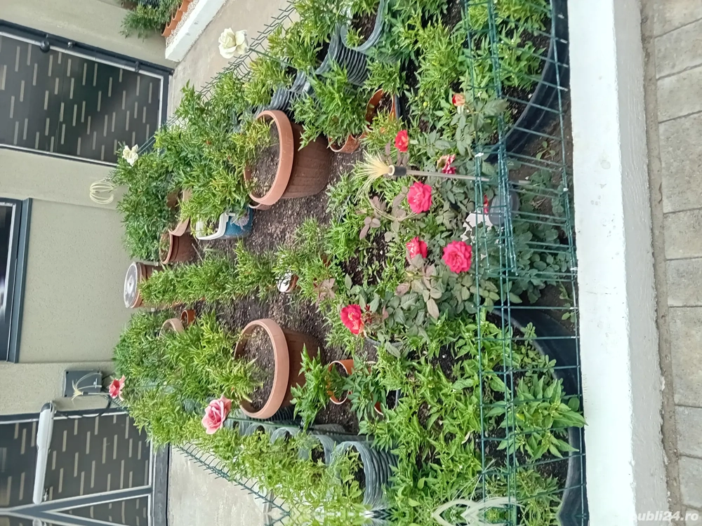 Ofer cameră gratuita unei Doamne serioasa fara obligati 