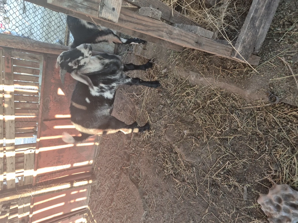 Țap de vânzare  8 luni