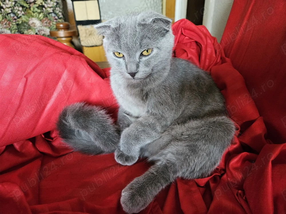 Scottish fold vaccinata, cu carnetel