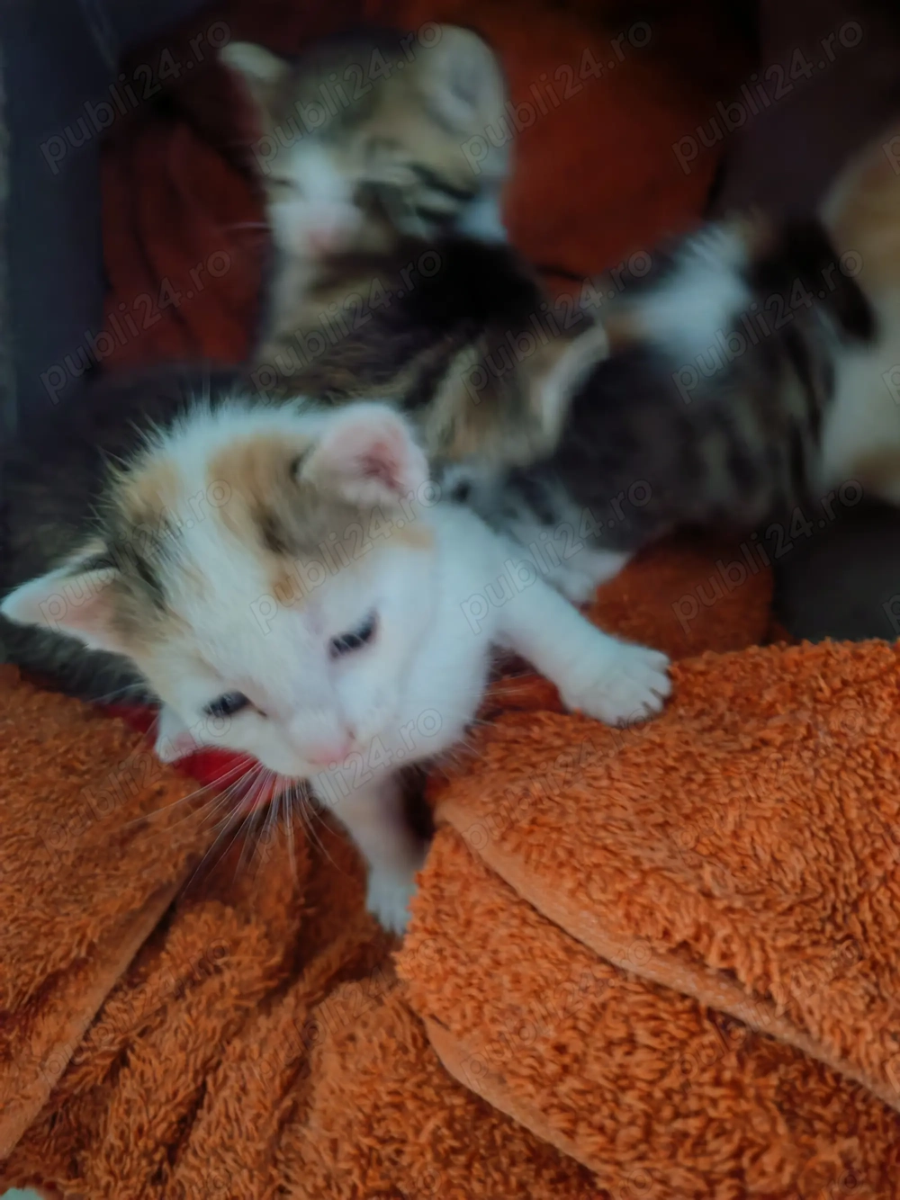 Cautam familie să ne iubească  Cautam familie să ne iubească