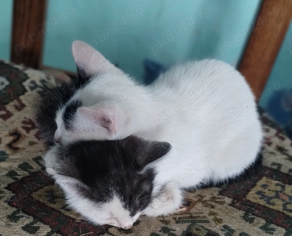 Doi pisici draguti cauta o familie