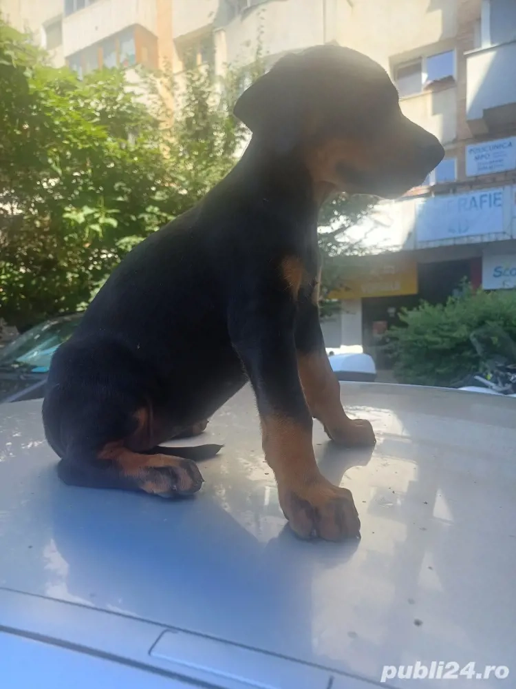 doberman pincher