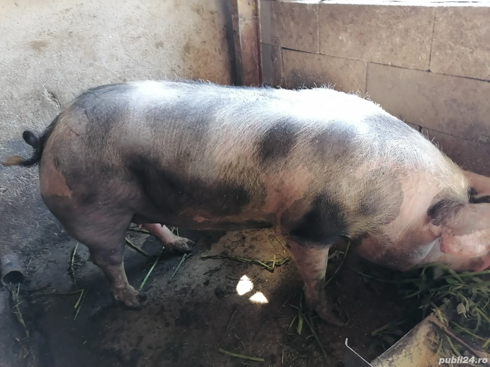 Porci de vânzare 