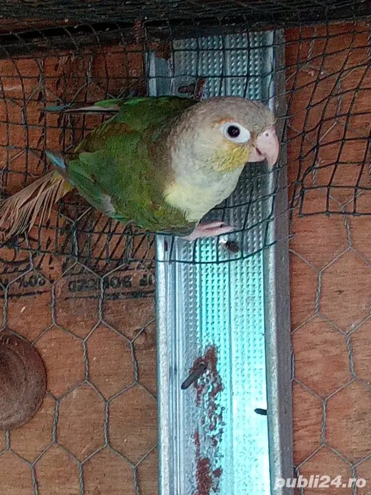 Papagali pirunia Papagali pirunia