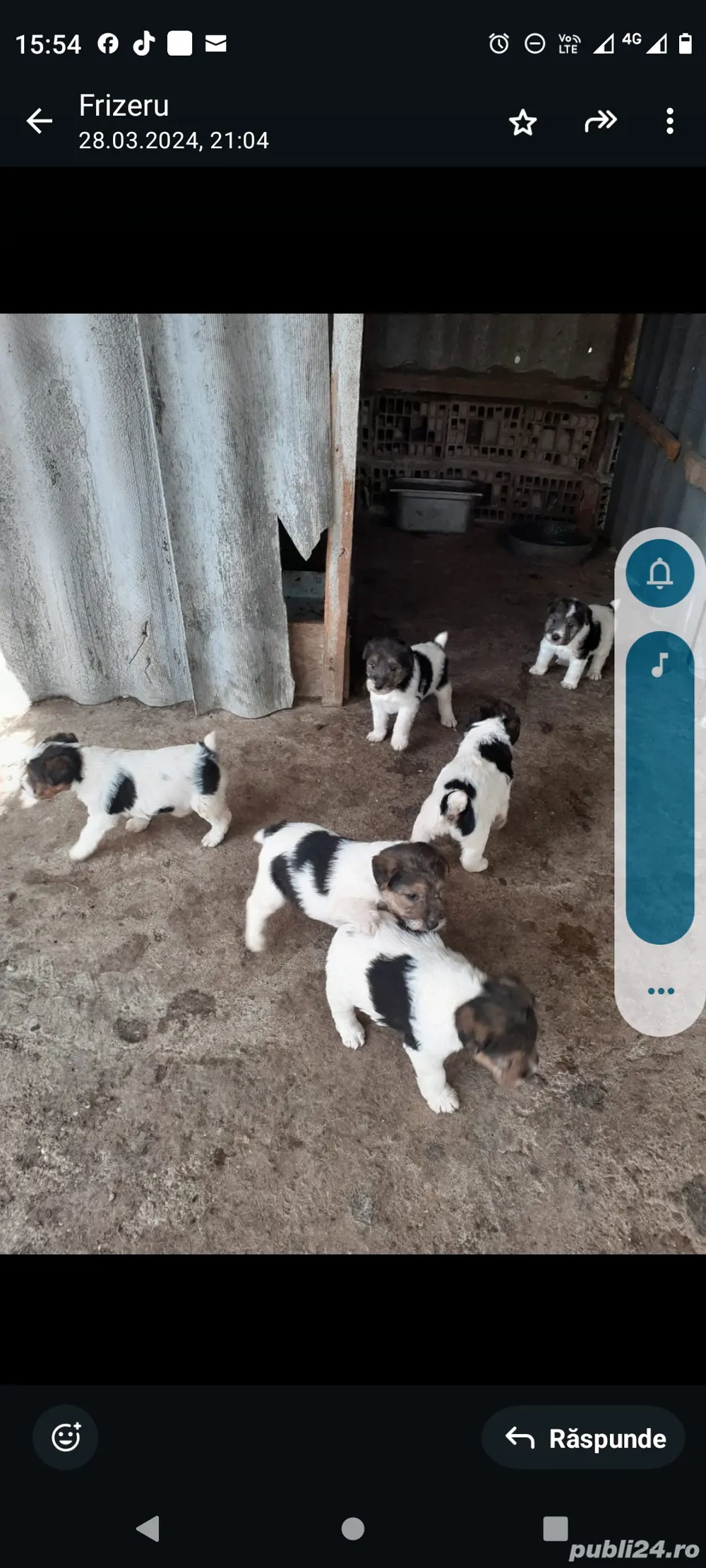 catei fox terrier cu par sarmos