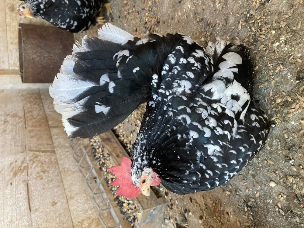 Păsări de expoziție Chabo Bobat de vânzare! 