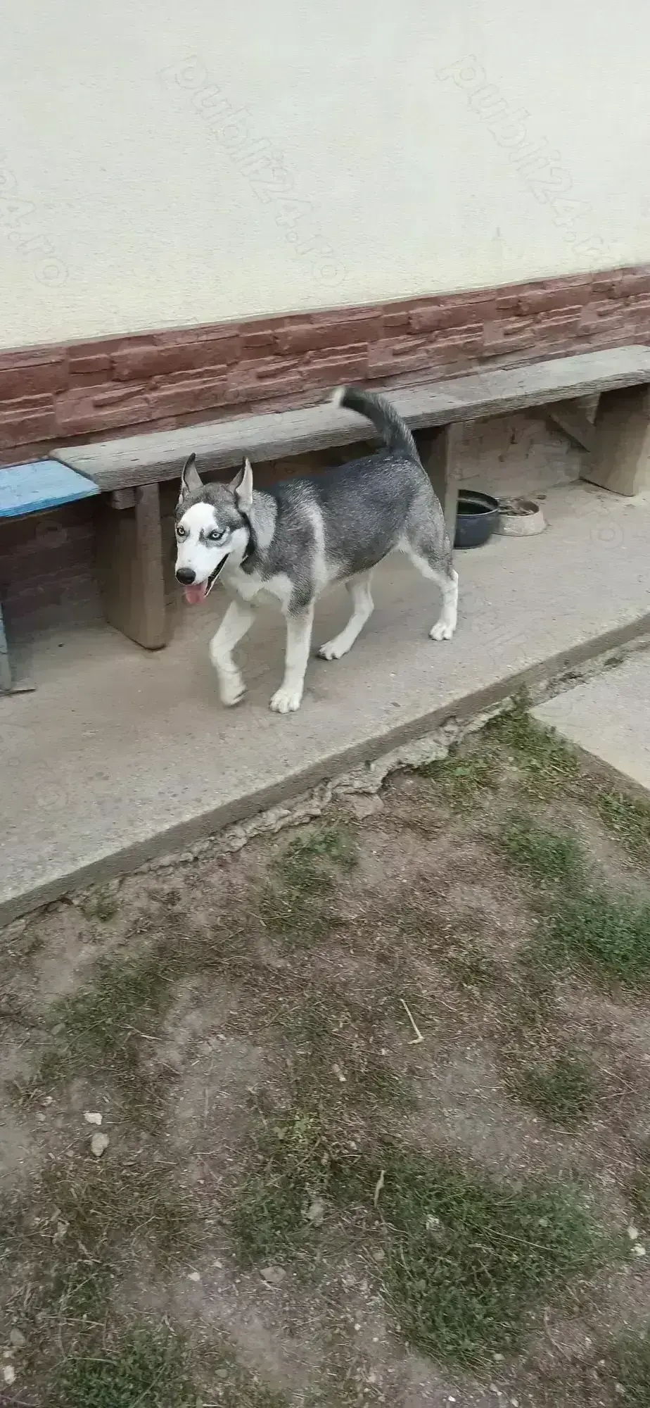 Catelusa Husky