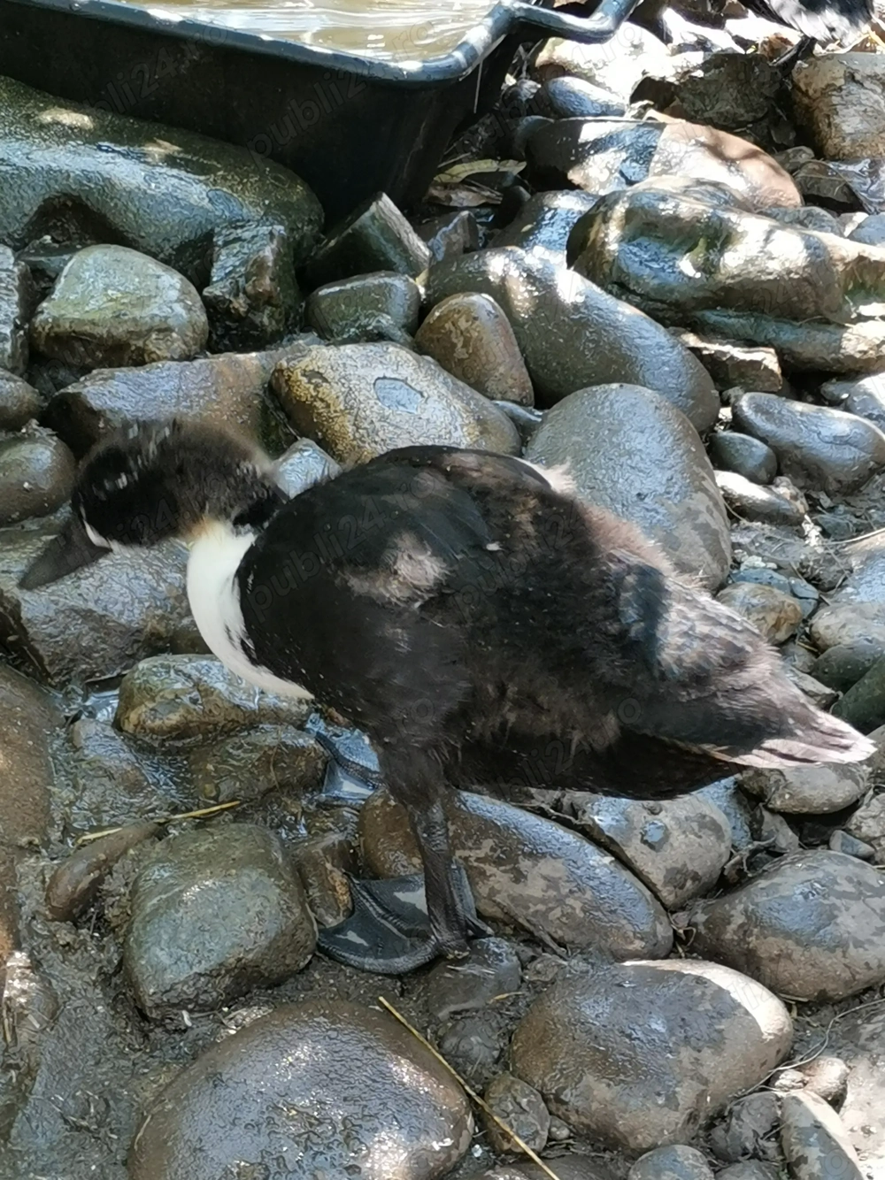 Rațe ornament metis