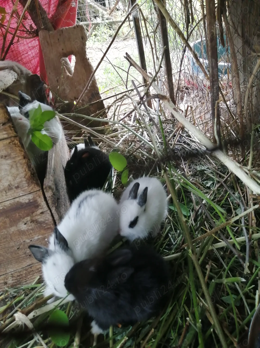 Iepuri de casa pui sau adulti, individual sau perechi