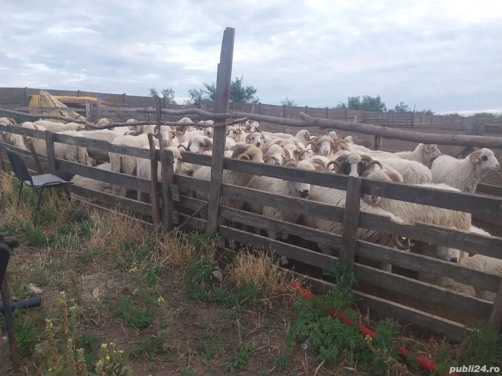 Vand  berbeci cu origine Vand  berbeci cu origine
