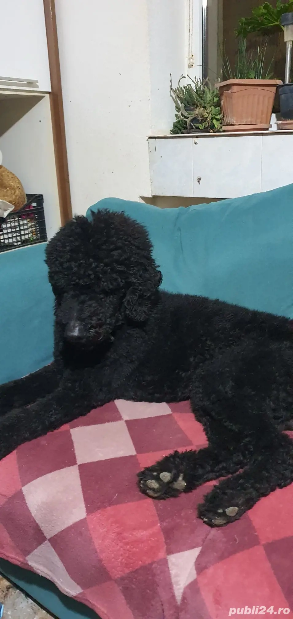 Pudel imperial cu pedegree FCI