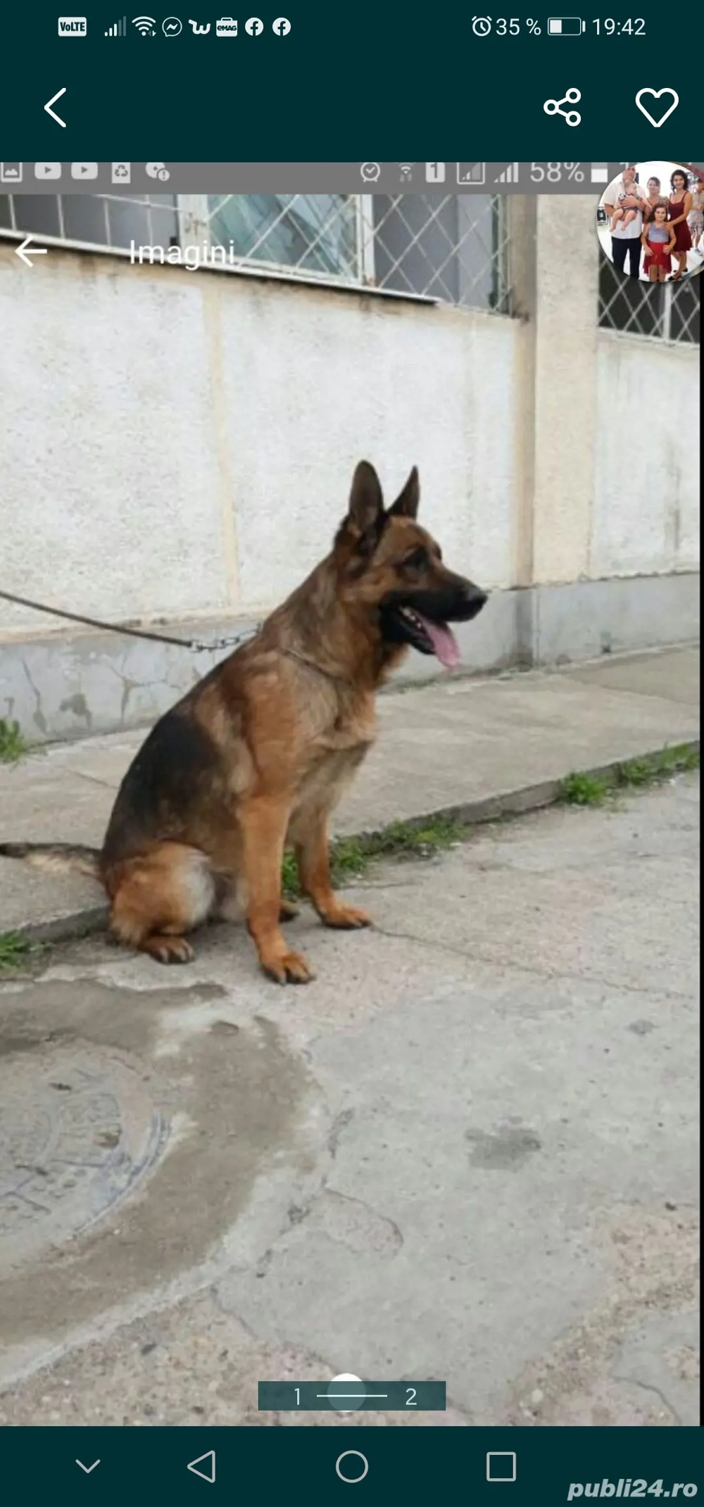 Căței ciobănesc german 