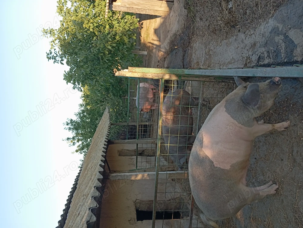 Vând doi porci crescuți la tara  Vând doi porci crescuți la tara