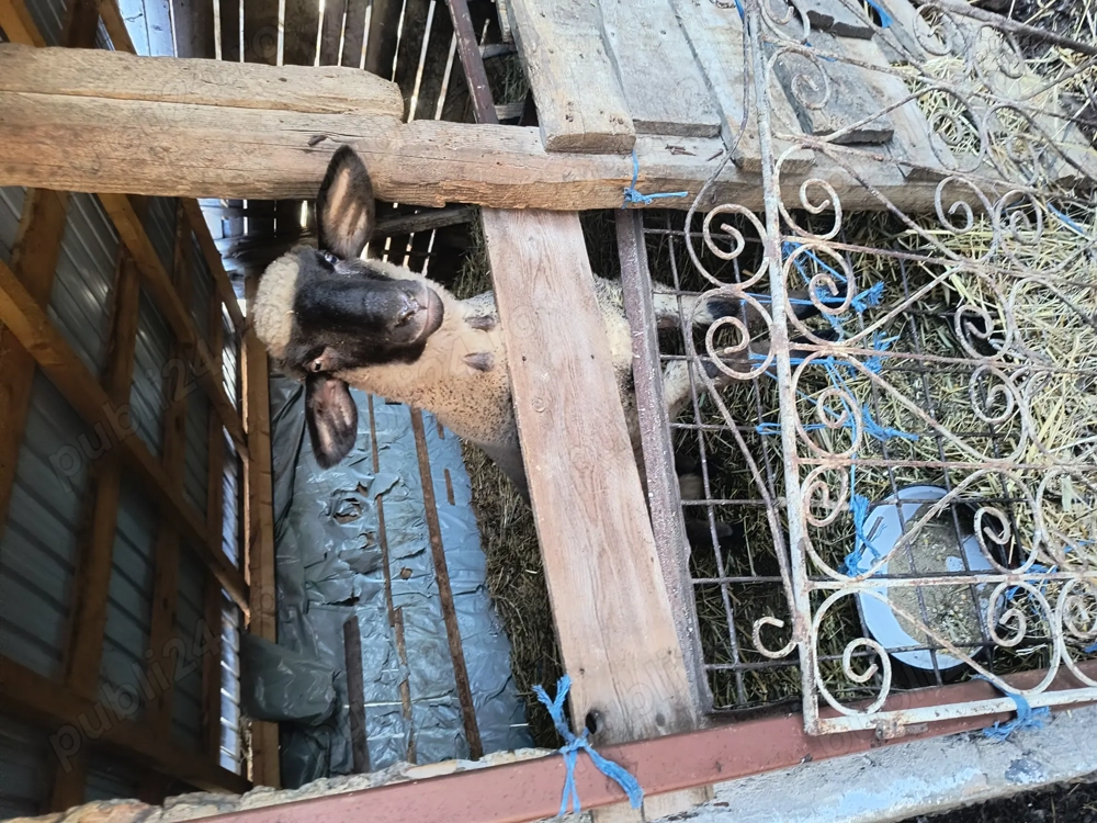 Vând mieluță tanara