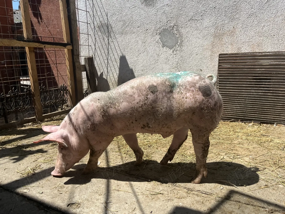 De vânzare pietrean belgian De vânzare pietrean belgian