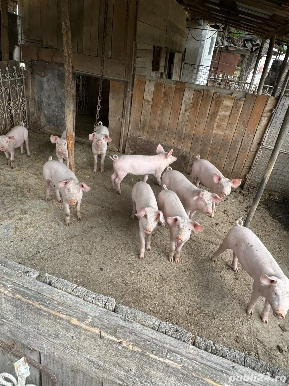 Purcei de vanzare Purcei de vanzare