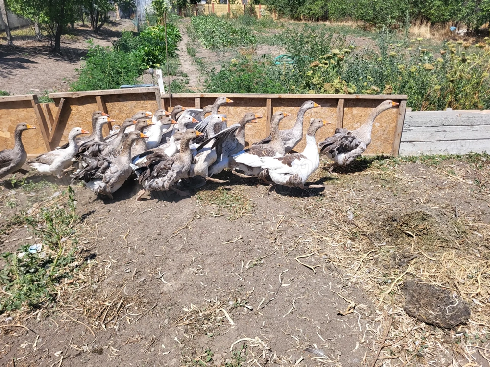 Rate si gaste  Rate si gaste