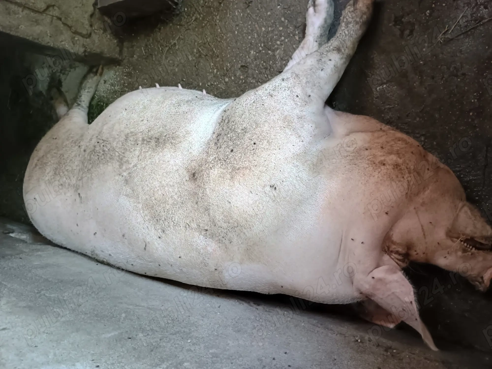 Vând porci de rasa ieftin