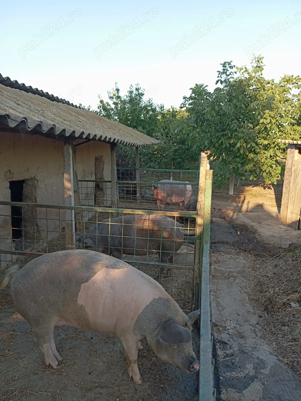 Vând 2 porci in jur la 150kg  Vând 2 porci in jur la 150kg